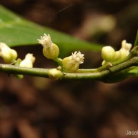 Dichapetalum zeylanicum Kosterm.